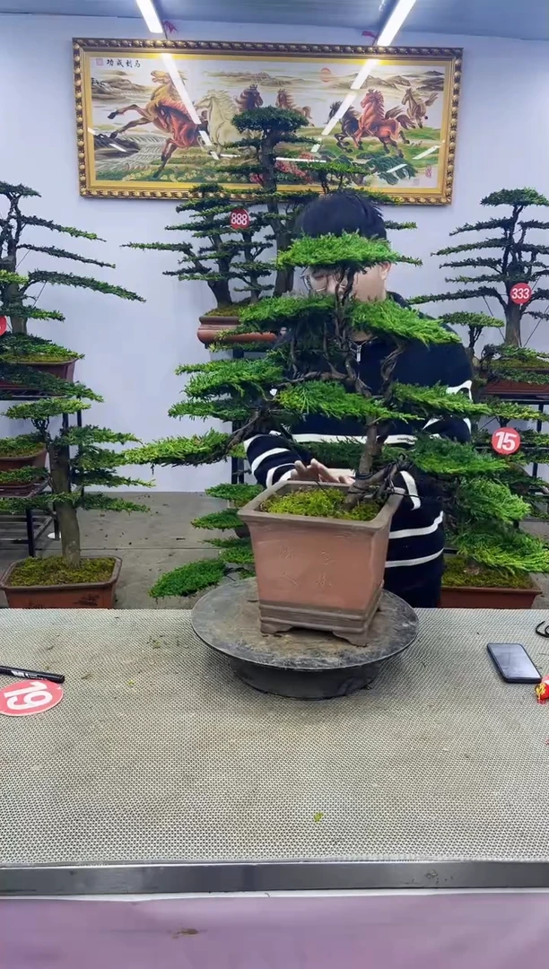 【闪购商品】八斗松/松类活物造型盆景，以直播间截图为啊啊啊啊