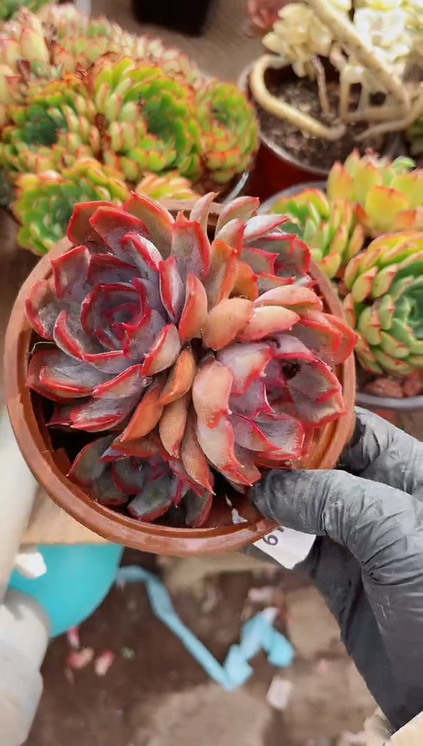 桃*✨26180多肉植物一物一拍