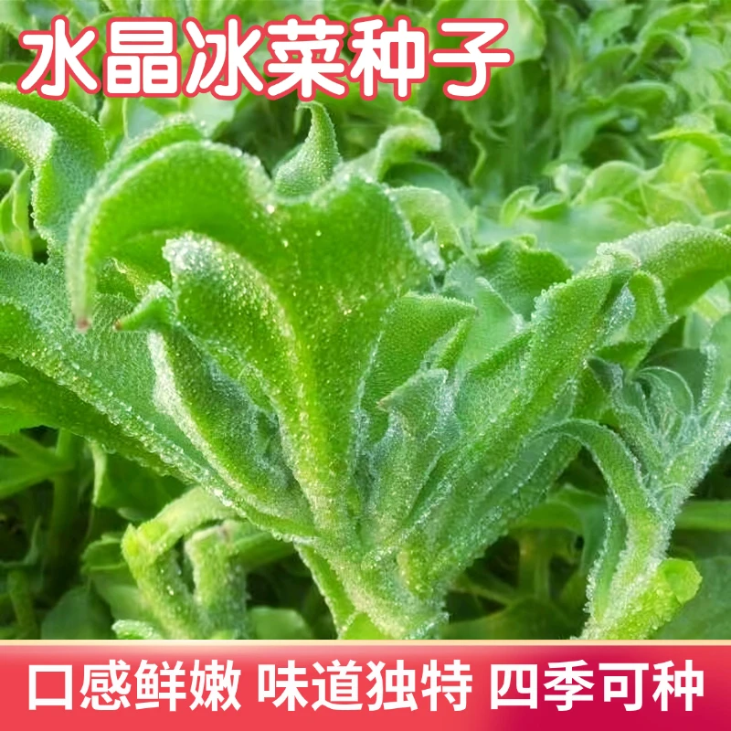 【全店满5包包邮】水晶冰菜种子冰草阳台花盆庭院四季简单易种