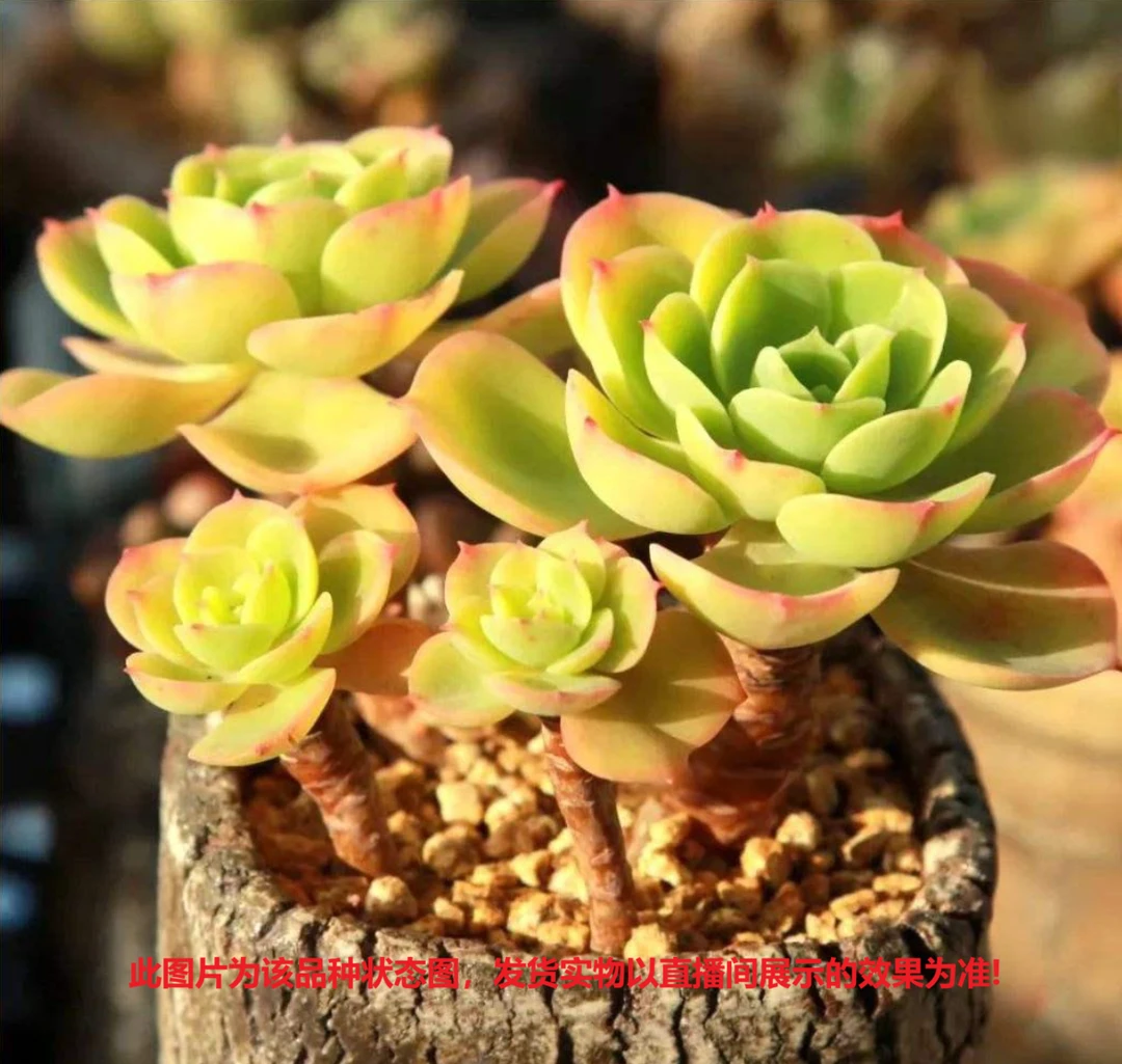 【柠檬玫瑰】【带盆土发货】【满12元包邮】 办公室阳台多肉绿植量拍