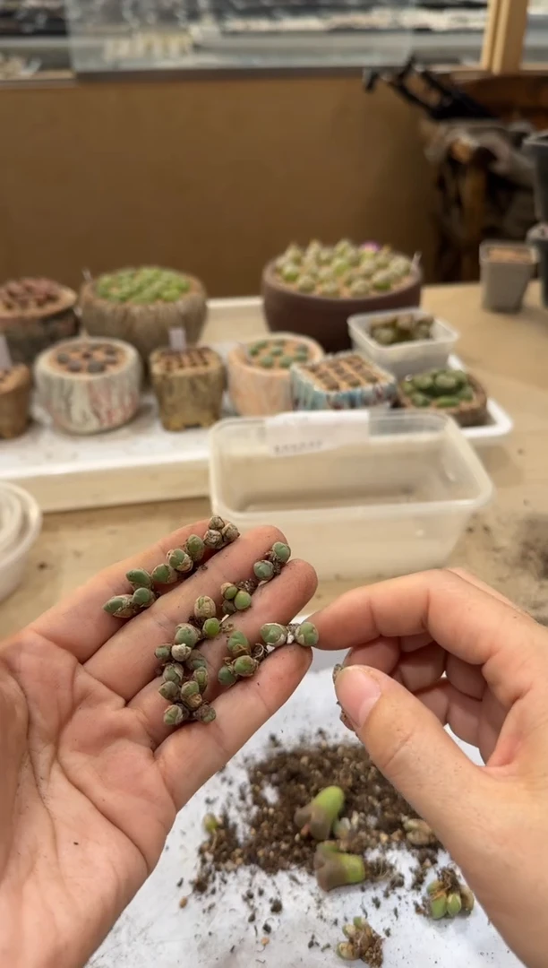 多肉植物肉锥4-215