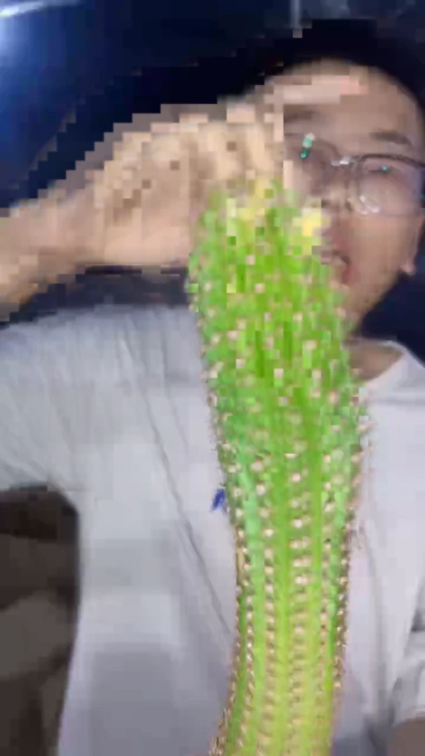 金一 毛花柱【带根】