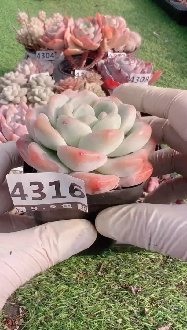 【闪购商品】信福多肉一物一拍