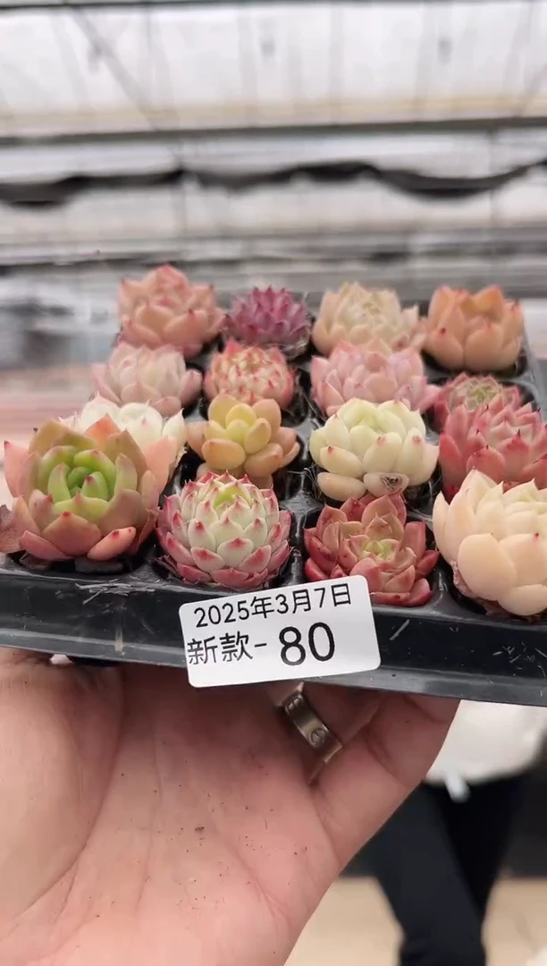 【闪购商品】新款多肉-80