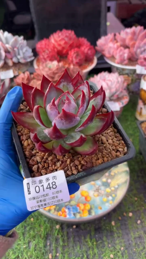 昆明印象多肉0148