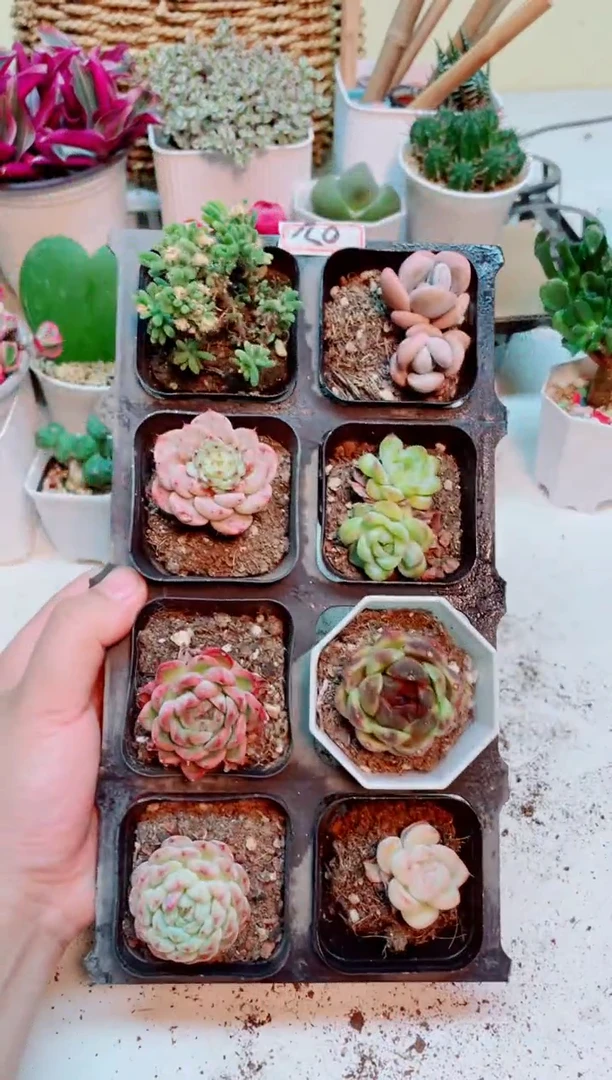 清仓多肉组合套餐02