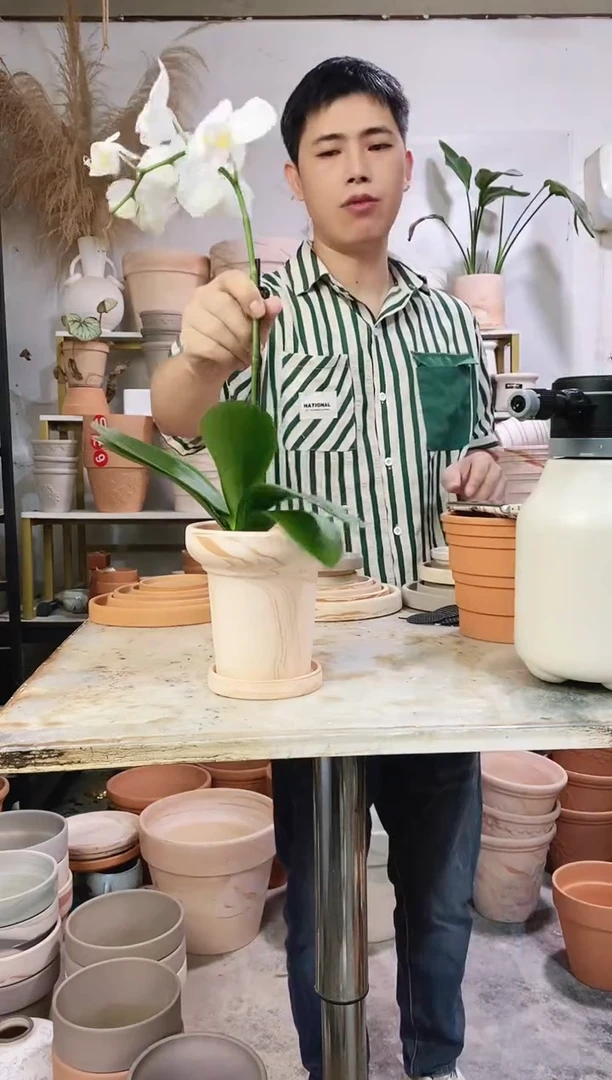 13*13蘑菇玛奇朵 1盆1托