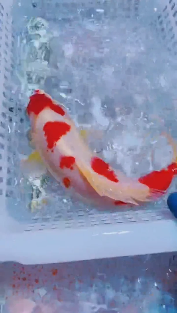 锦鲤血统锦鲤全场包邮37