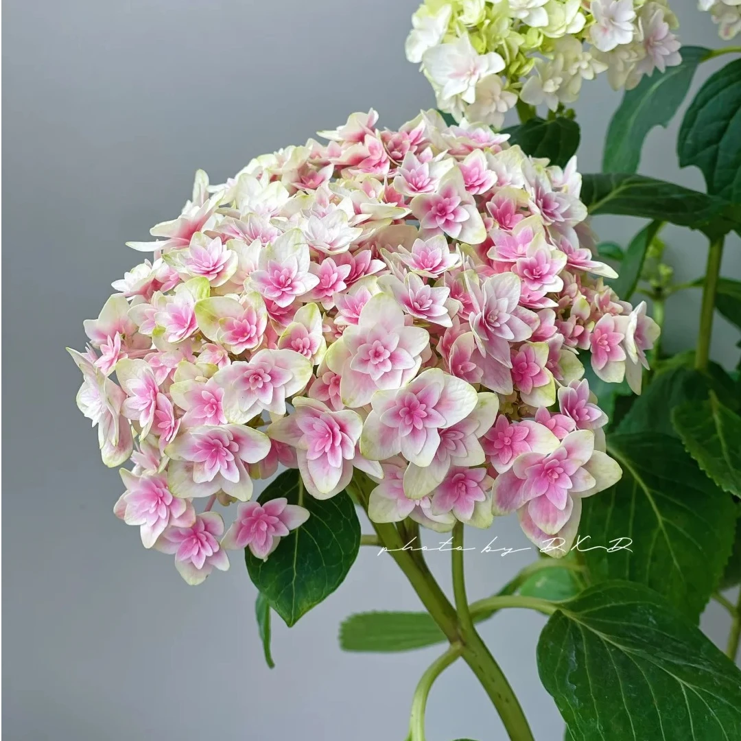 【小石头专属】“响声”花彩正版日本加茂绣球花新品龙宫露娜盆栽地栽