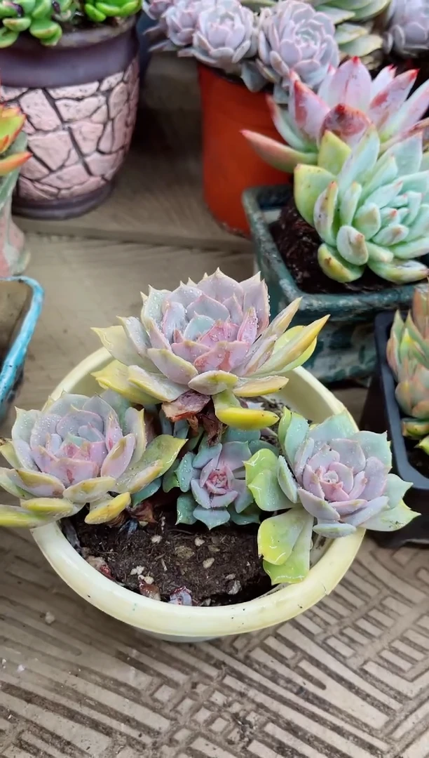 灵*27023多肉植物一物一拍
