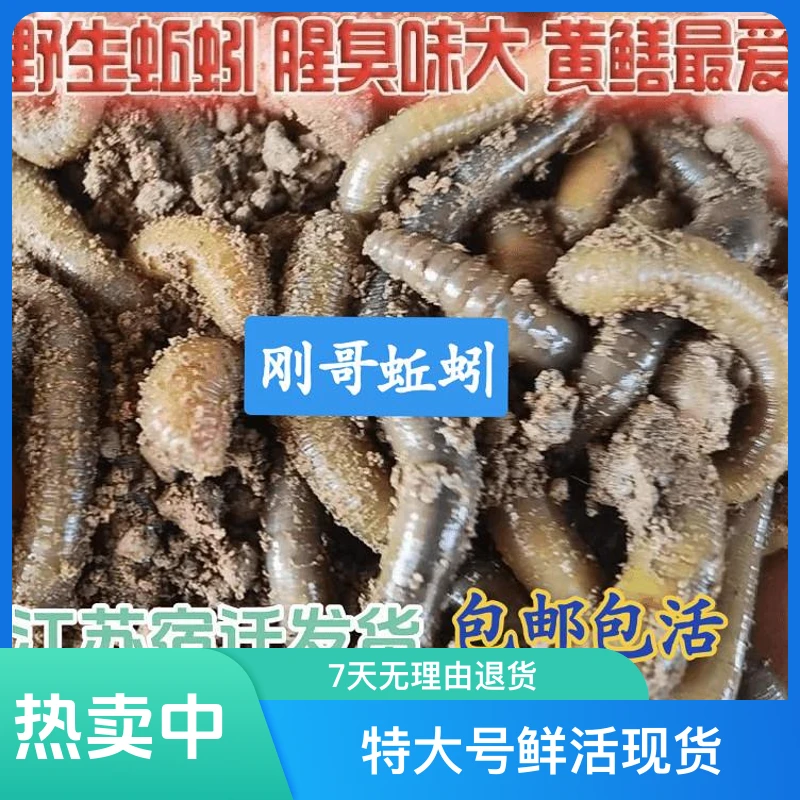 垂钓活饵活体特大号鲜活现货青蚯蚓特臭腥味钓鱼黄鳝诱饵中号新鲜