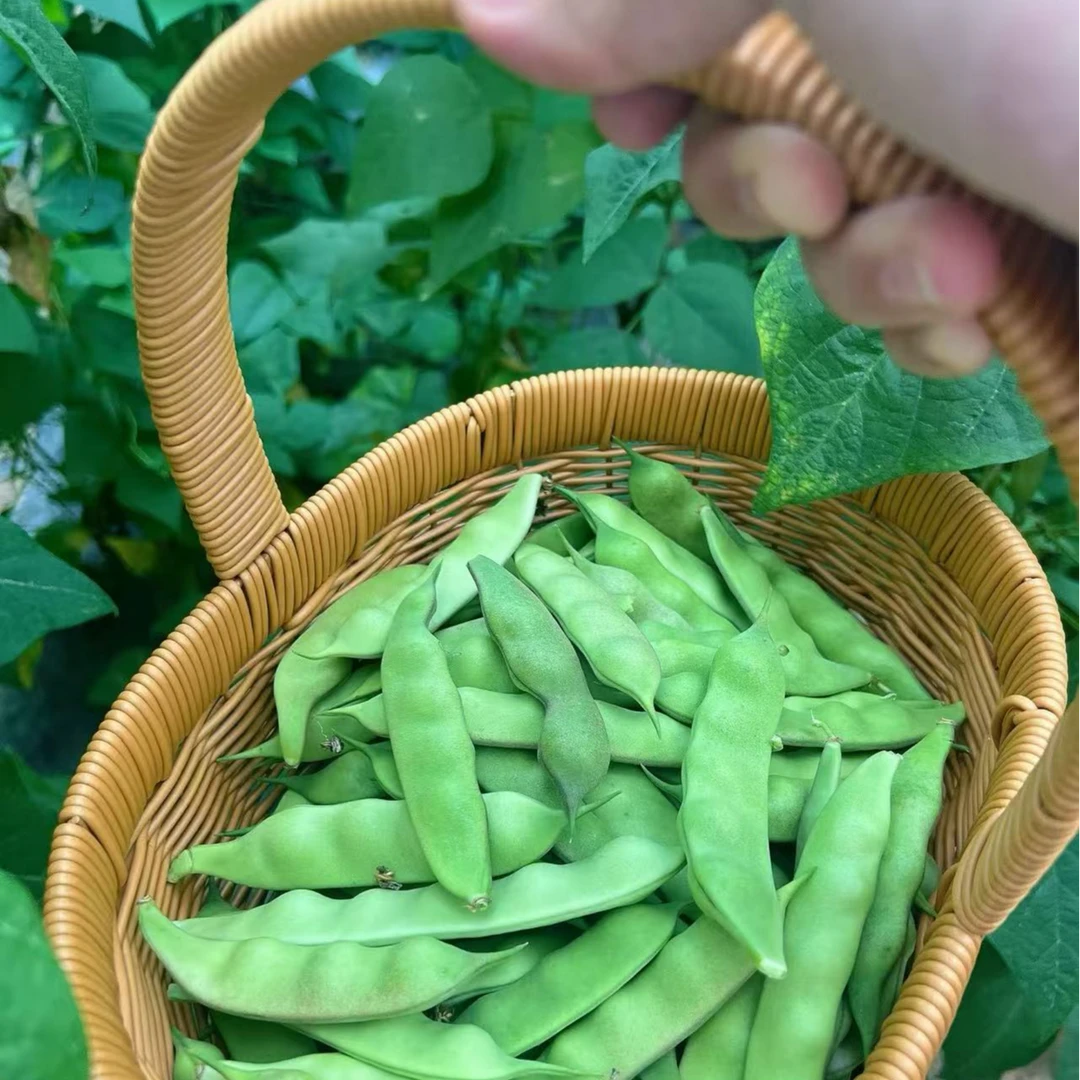 【顺丰快递】东北油豆角现摘新鲜农家油豆角
