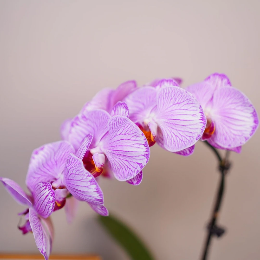 朝暮里蝴蝶兰（粉玲珑全花）开花珠发货