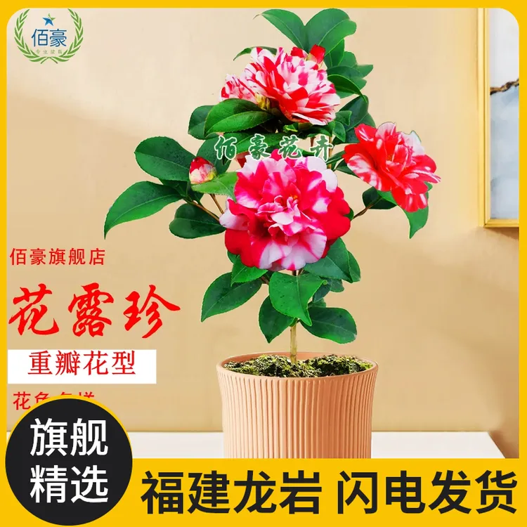 佰豪山茶花露珍山茶花盆栽带花苞传统老品种茶花室内绿植茶花盆栽