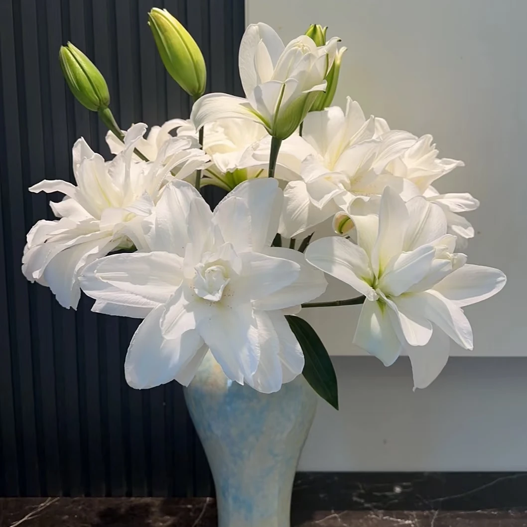 （莲花美人） 重掰香水百合东北产地直发包邮鲜切花养护实物真花