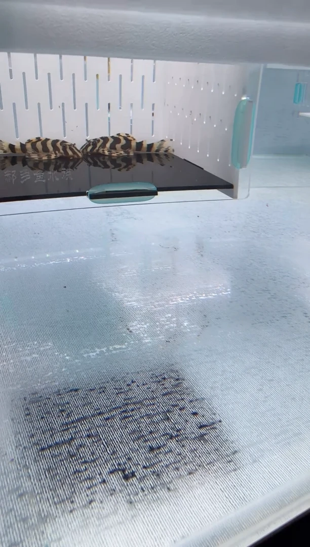 清道夫4.5+不包入缸损131