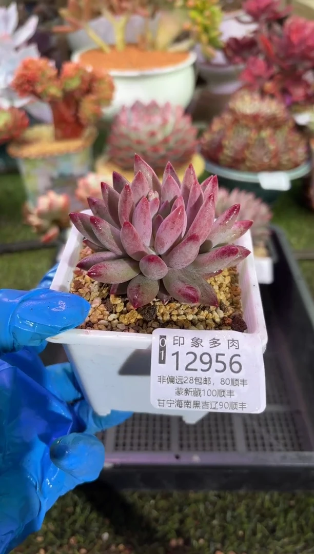 【闪购商品】12956