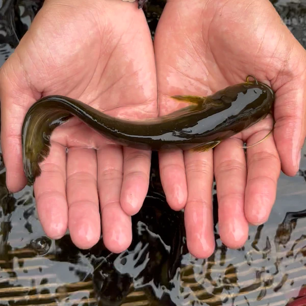 土鲶鱼河沟鲶鱼常温淡水常温可过冬可食用可观赏鱼