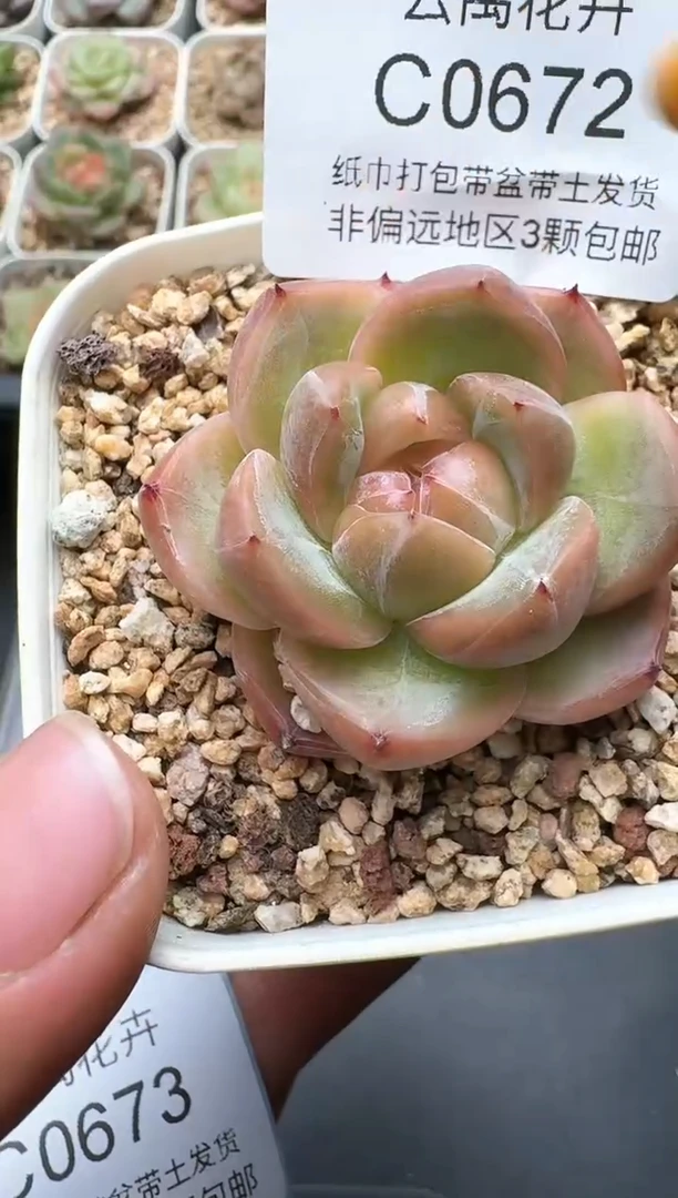 682C云禹多肉植物 带盆土纸巾打包 3颗包邮