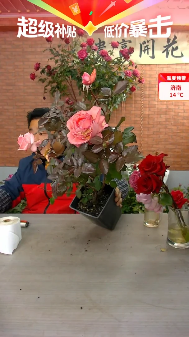 当前无花朵，栽培后可花朵法版花宫娜