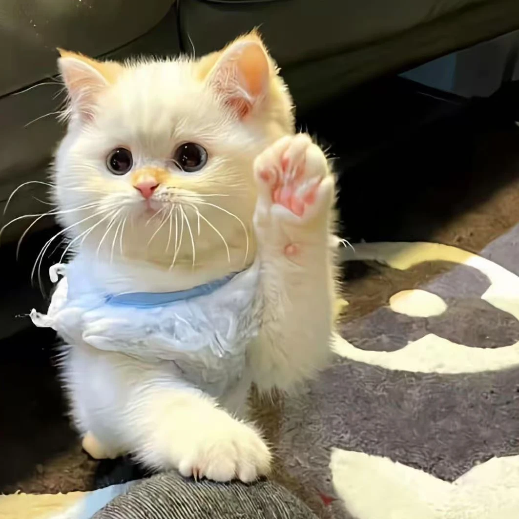 (未央猫舍）猫咪活体