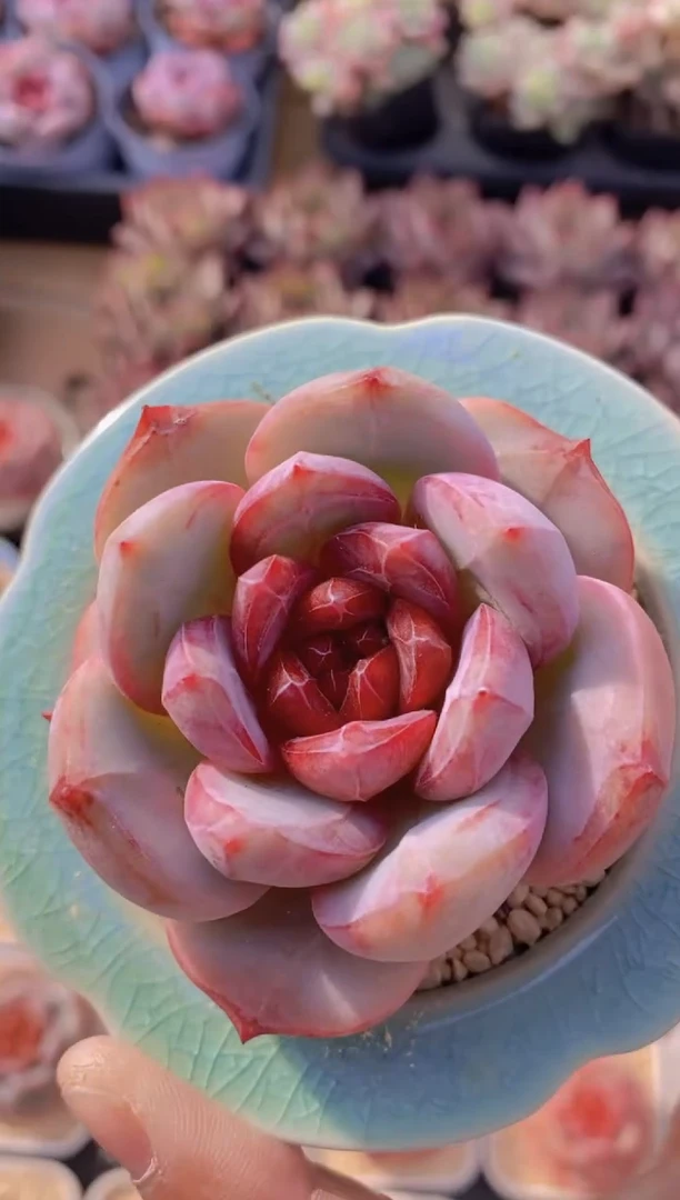 A89-血色浪漫（量拍）