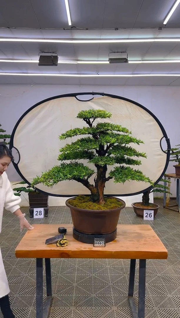 无花朵一物一拍一物一拍