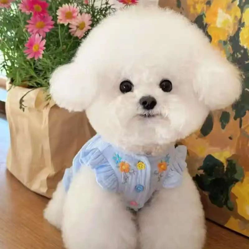 比熊宝宝，纯种比熊，小体，超小体，标体