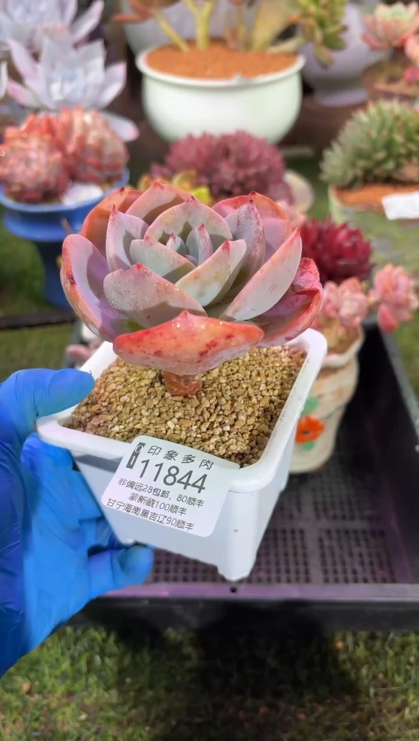 【闪购商品】11844