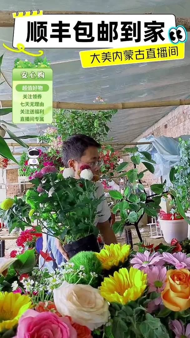 完全开放六色乒乓菊