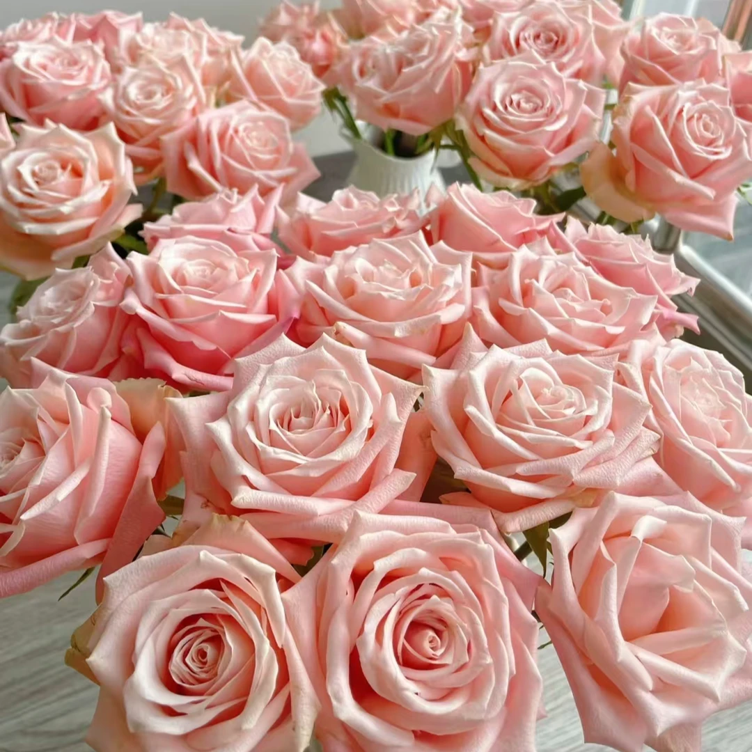 【卓昂玫瑰园】杏仁奶糖新品玫瑰四季开花大花庭院阳台切花高杯月季