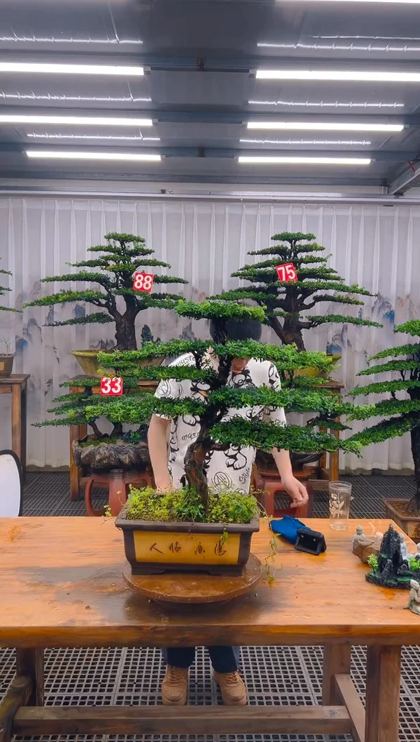 无花朵精品盆景直播间一物一拍