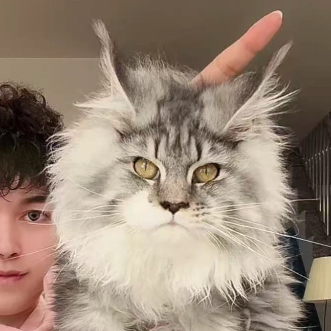 来了姊妹-银白缅因猫-弟弟-J20