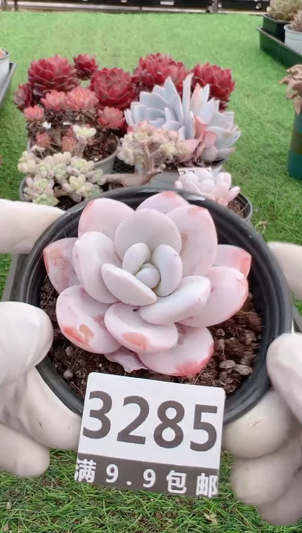 【闪购商品】信福多肉一物一拍