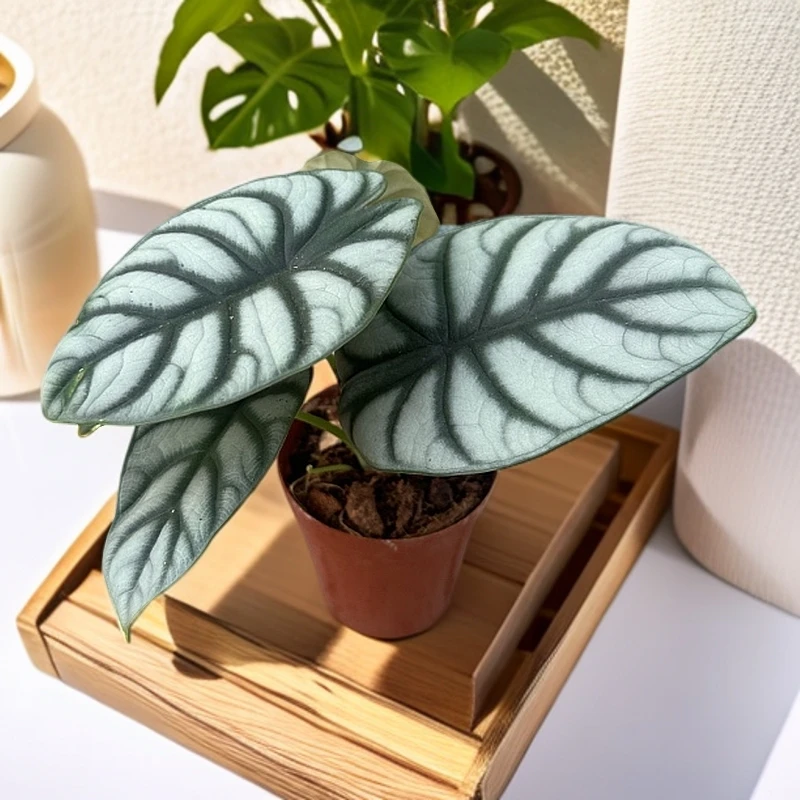 白犀牛海芋绿植吸甲醛耐旱懒人花卉易养活