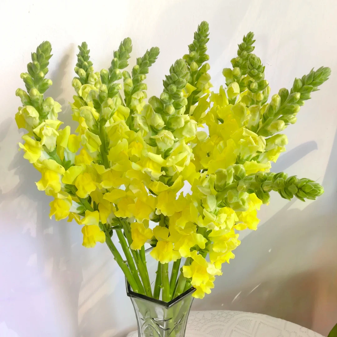 金鱼草 浓香金鱼草盆栽新手好养盆栽阳台易开花易养护多季节开花