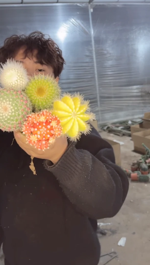 【闪购商品】5色球组合【嫁接】