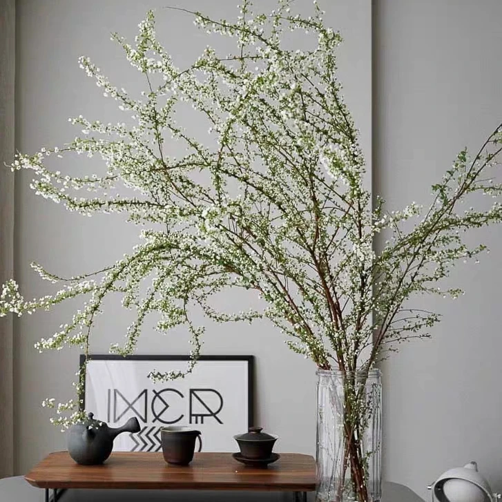 【雪柳】鲜枝带芽孢发货水培耐寒遇水开花枯木逢春花卉云南基地直发