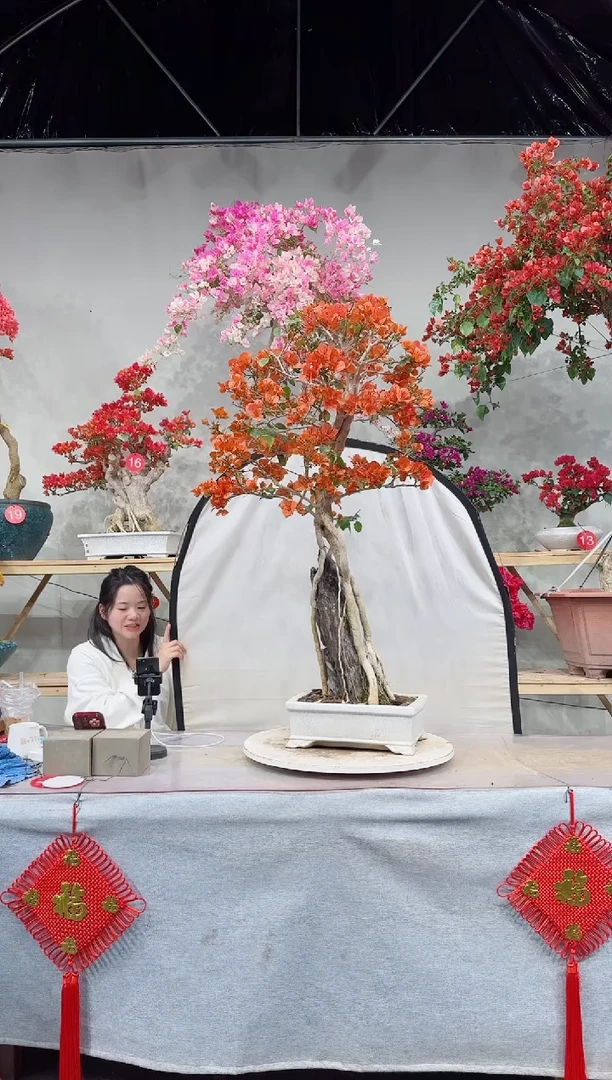 【闪购商品】盆景波妹