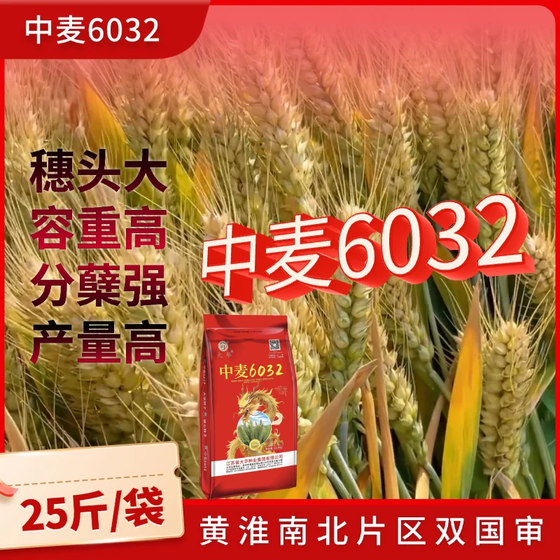 中麦6032（双国审）高产小麦种子抗冻抗倒大穗广适高产小麦种子