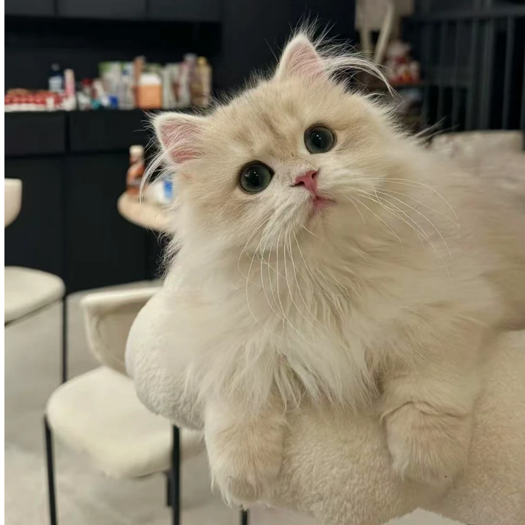 【豪宠喵喵】猫咪活体 蓝金渐层