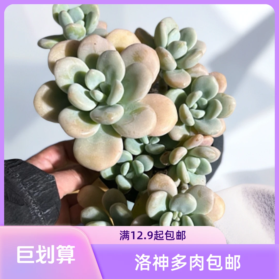 洛神多肉植物   全场满12.9包邮不满到付，偏远地区满200包邮