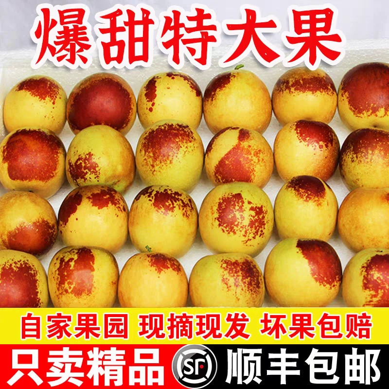 【果园直发】正宗冬枣大荔冬枣现摘脆甜大青红枣应季新鲜水果整箱