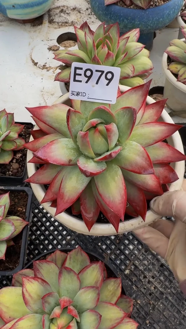 E979惊鸿仙子（裸根发货）