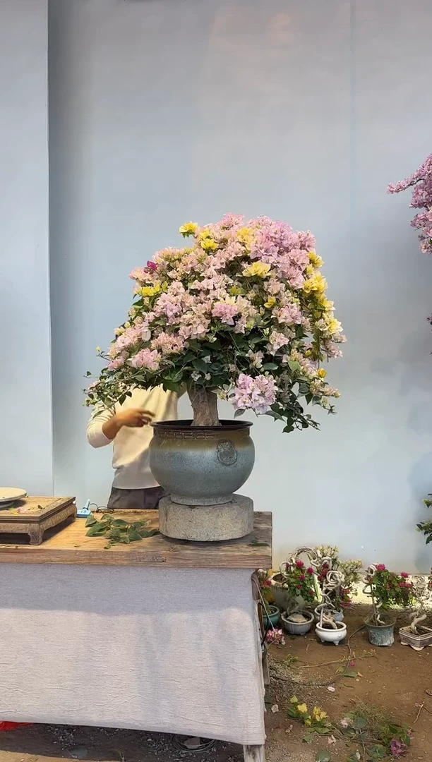 以实际为准马****烧三角梅32