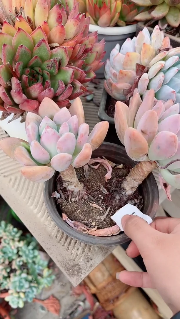 ✨****✨多肉植物一物一拍27161