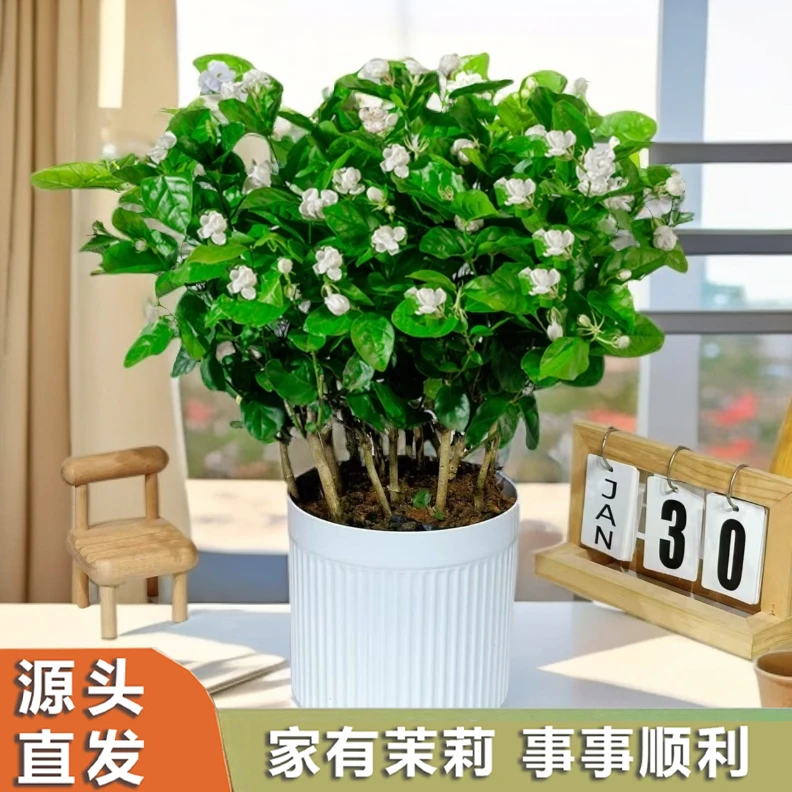 【带花苞】横州源头基地重瓣香水茉莉花盆栽地栽花卉绿植