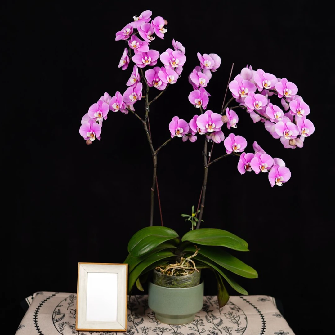 繁星里蝴蝶兰十年老桩（安娜龙兰）全花开花珠发货