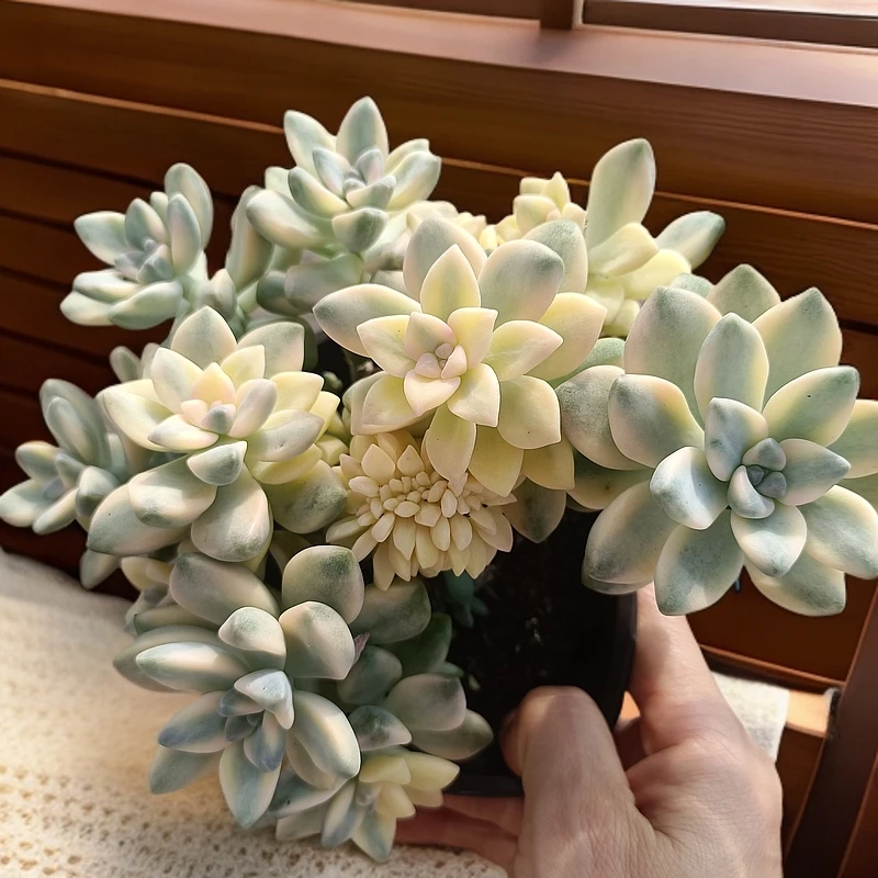 美杏锦 (整装）多肉植物