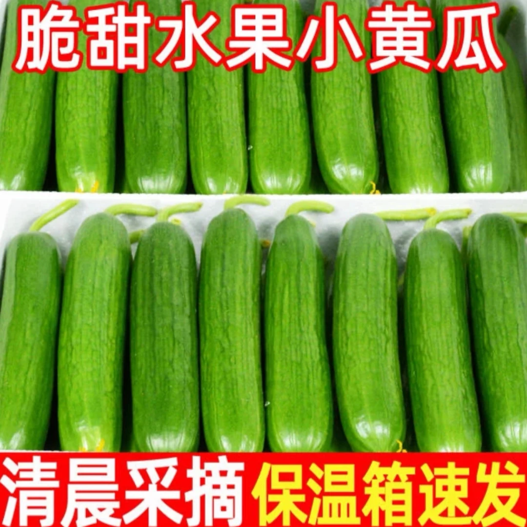 水果黄瓜新鲜时令黄瓜
